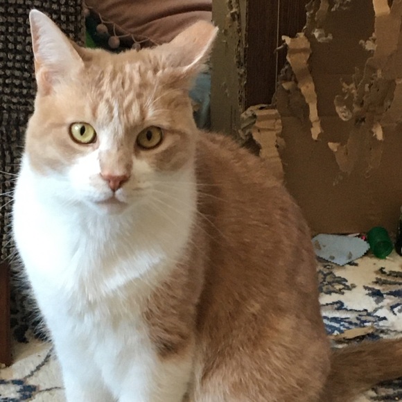 Meet your Posher, Jennifer - Picture 1 of 1